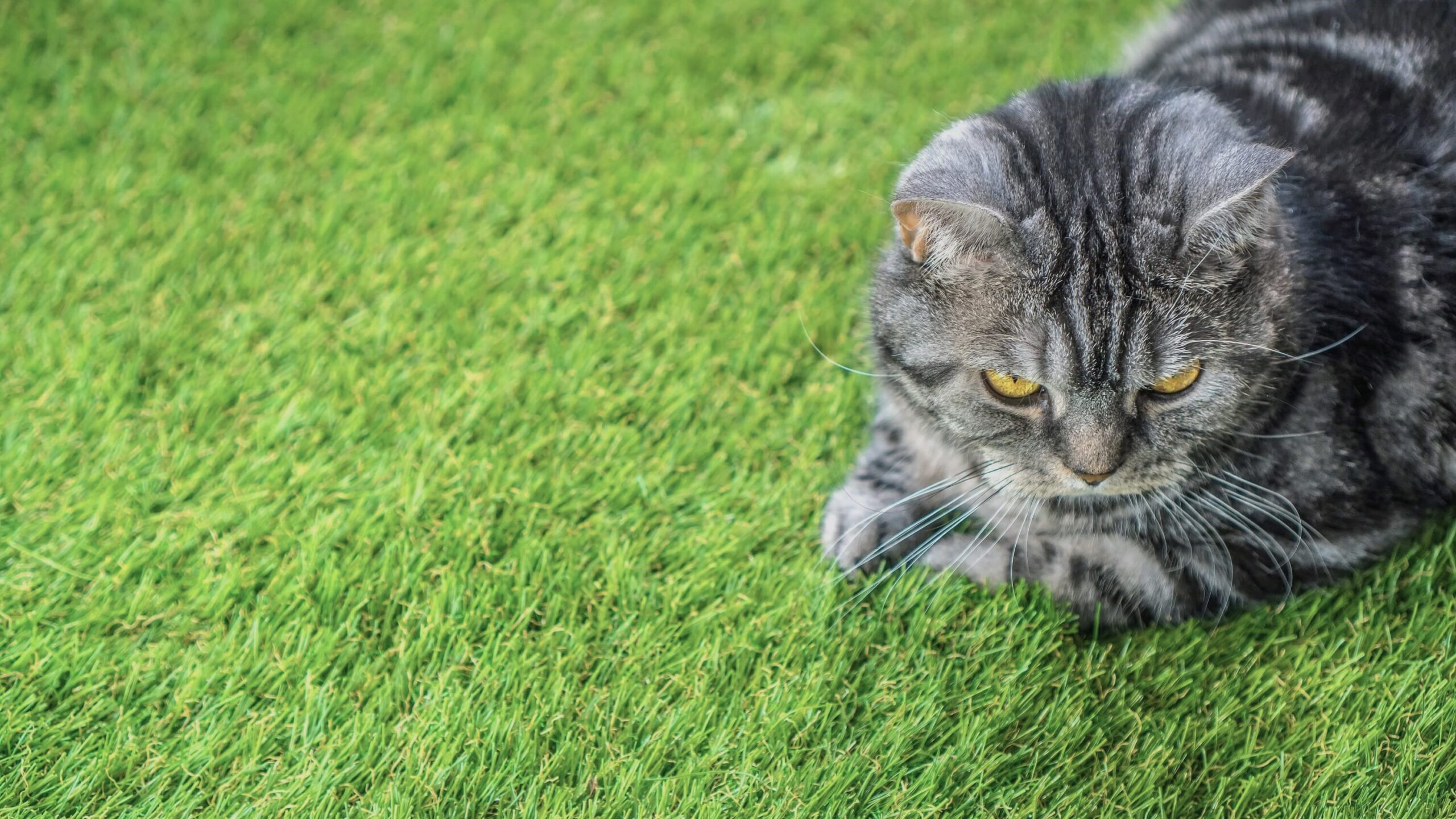Green Forever Turf Synthetic Turf & Pavers Pet-Friendly Turf