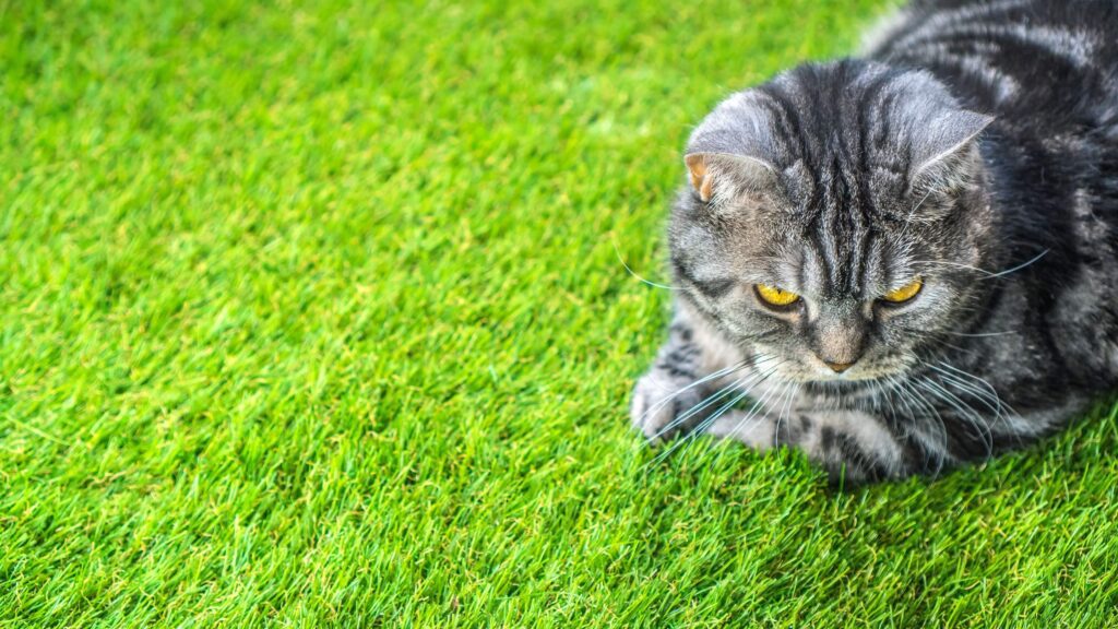 Green Forever Turf Synthetic Turf & Pavers Pet-Friendly Turf 21